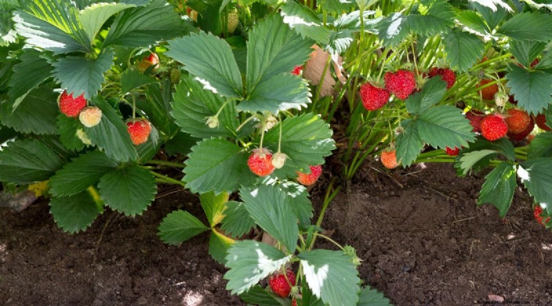 Odla, vårda och skörda vilda jordgubbar (Fragaria virginiana) – En komplett trädgårdsguide 