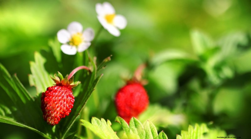 Odla, vårda och skörda vilda jordgubbar (Fragaria virginiana) – En komplett trädgårdsguide 
