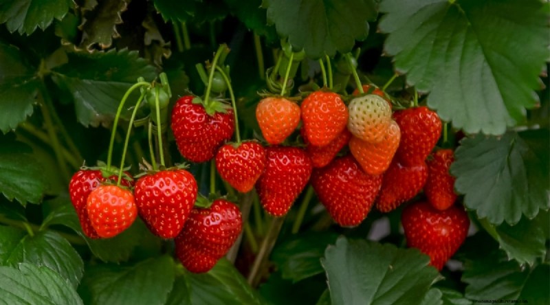 Odla, vårda och skörda vilda jordgubbar (Fragaria virginiana) – En komplett trädgårdsguide 