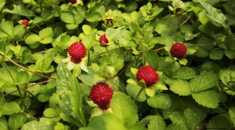 Odla, vårda och skörda vilda jordgubbar (Fragaria virginiana) – En komplett trädgårdsguide 