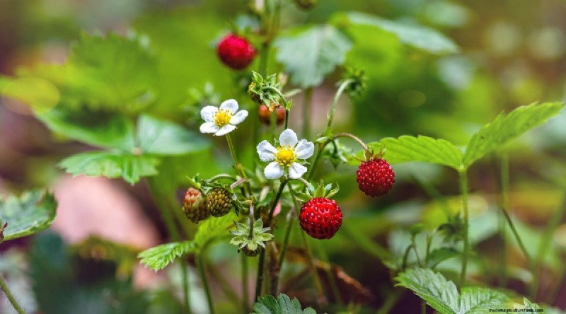 Odla, vårda och skörda vilda jordgubbar (Fragaria virginiana) – En komplett trädgårdsguide 