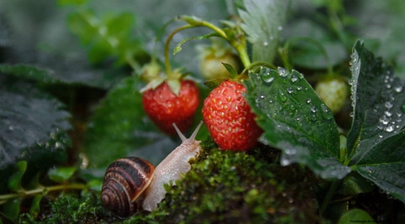 Odla, vårda och skörda vilda jordgubbar (Fragaria virginiana) – En komplett trädgårdsguide 