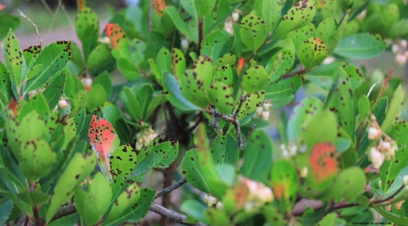 Odla, vårda och skörda vilda jordgubbar (Fragaria virginiana) – En komplett trädgårdsguide 