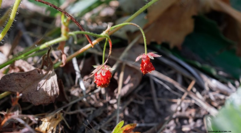 Odla, vårda och skörda vilda jordgubbar (Fragaria virginiana) – En komplett trädgårdsguide 