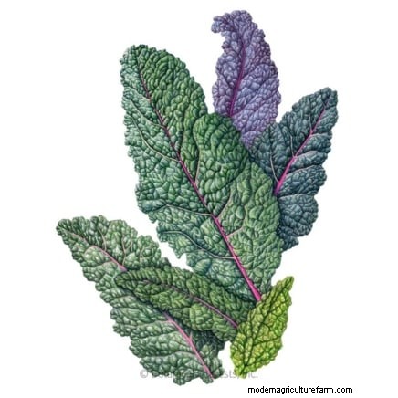 Plantera 14 Brassica-sorter från frö i februari för en blomstrande säsong 