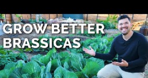 Pianta 14 varietà di Brassica da seme a febbraio per una stagione fiorente 