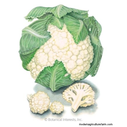 Plantera 14 Brassica-sorter från frö i februari för en blomstrande säsong 