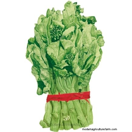 Plantera 14 Brassica-sorter från frö i februari för en blomstrande säsong 