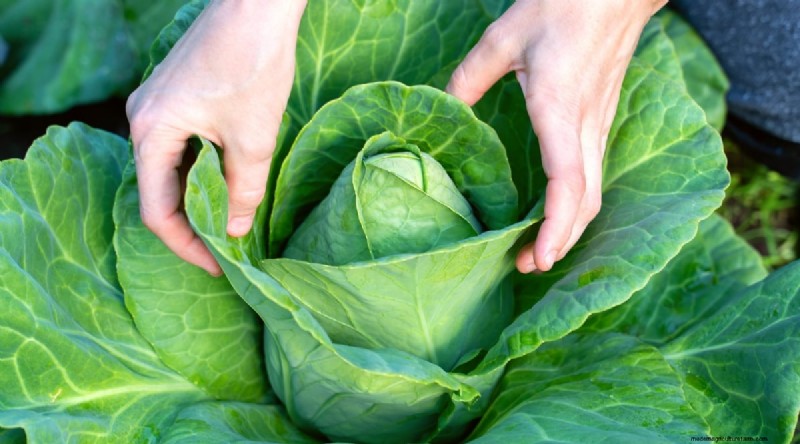 Plantera 14 Brassica-sorter från frö i februari för en blomstrande säsong 