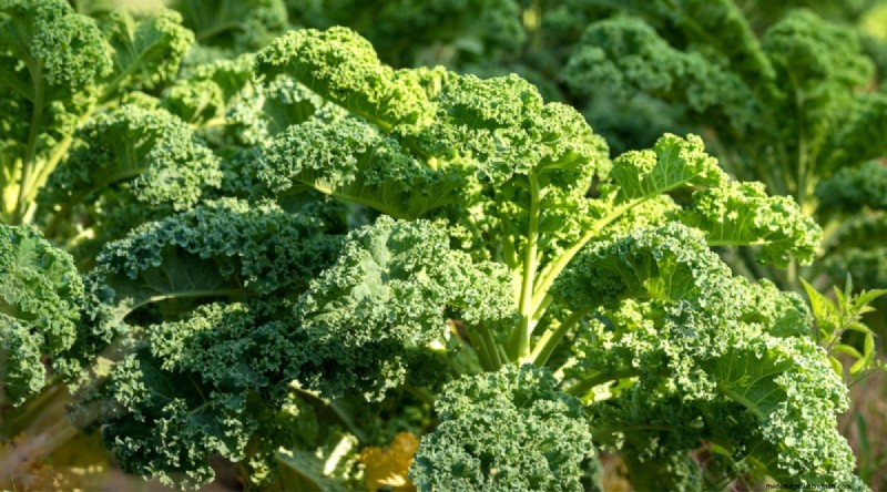 Plantera 14 Brassica-sorter från frö i februari för en blomstrande säsong 