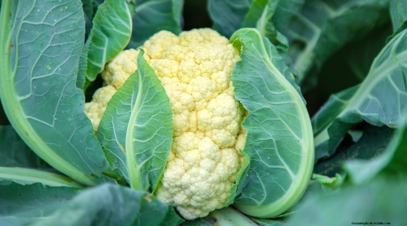 Plantera 14 Brassica-sorter från frö i februari för en blomstrande säsong 