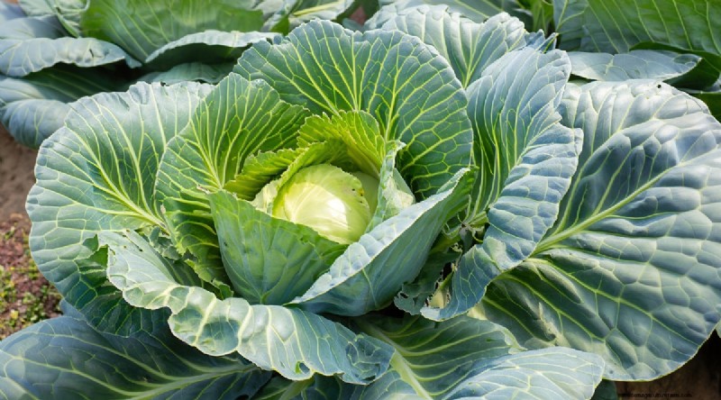 Plantera 14 Brassica-sorter från frö i februari för en blomstrande säsong 