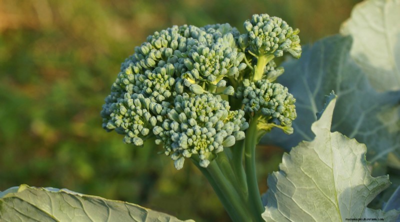 Plantera 14 Brassica-sorter från frö i februari för en blomstrande säsong 