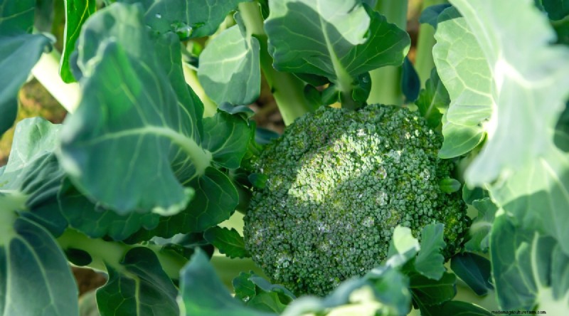 Plantera 14 Brassica-sorter från frö i februari för en blomstrande säsong 