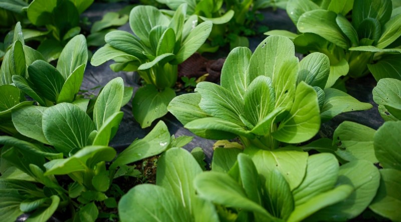 Plantera 14 Brassica-sorter från frö i februari för en blomstrande säsong 