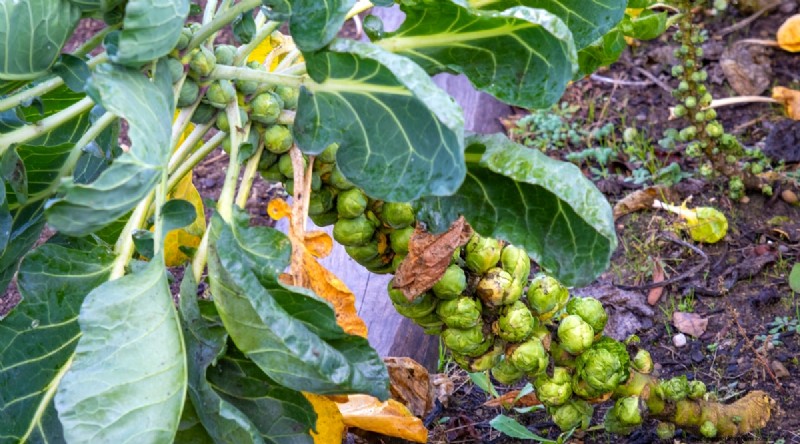 Plantera 14 Brassica-sorter från frö i februari för en blomstrande säsong 