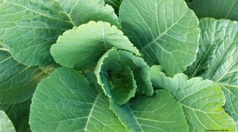 Plantera 14 Brassica-sorter från frö i februari för en blomstrande säsong 