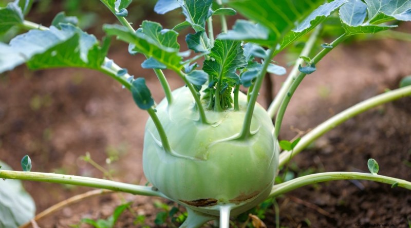 Plantera 14 Brassica-sorter från frö i februari för en blomstrande säsong 