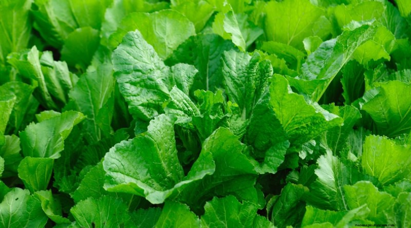 Plantera 14 Brassica-sorter från frö i februari för en blomstrande säsong 