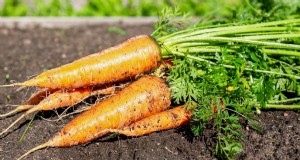 15 légumes d’automne qui se sucrent après le gel 