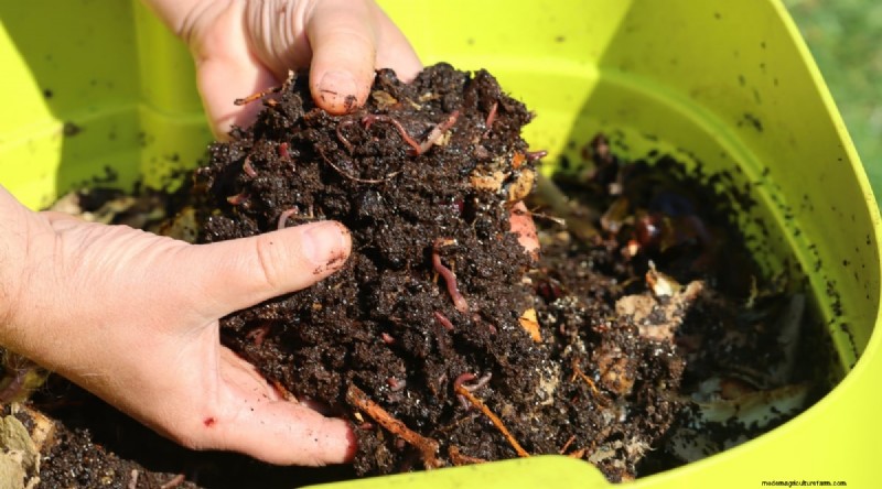 Pemupukan Bawang Putih:10 Cara Terbukti Memberi Makan Umbi Anda untuk Panen Lebih Besar dan Lezat