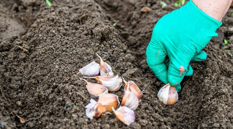 Hindari 15 Kesalahan Menanam Bawang Putih Ini untuk Panen Berlimpah 