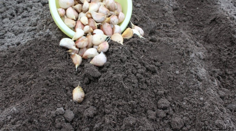 Hindari 15 Kesalahan Menanam Bawang Putih Ini untuk Panen Berlimpah 