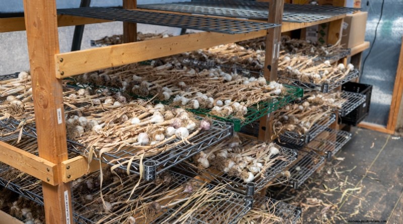 Hindari 15 Kesalahan Menanam Bawang Putih Ini untuk Panen Berlimpah 