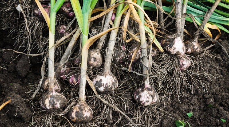 Hindari 15 Kesalahan Menanam Bawang Putih Ini untuk Panen Berlimpah 