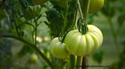 巨大なビーフステーキトマトを育てる:植え付け、手入れ、収穫のヒント 