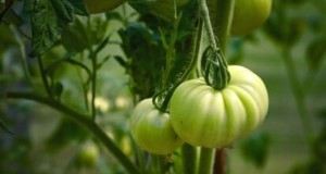 Grow Giant Beefsteak Tomatoes: Planting, Care, and Harvest Tips