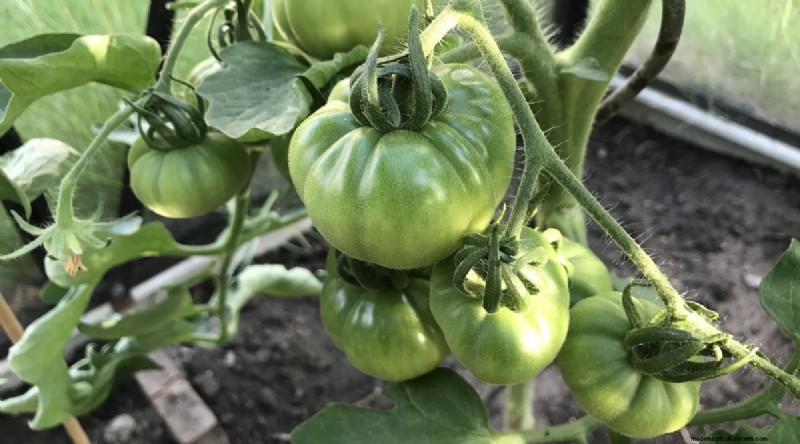 巨大なビーフステーキトマトを育てる:植え付け、手入れ、収穫のヒント 