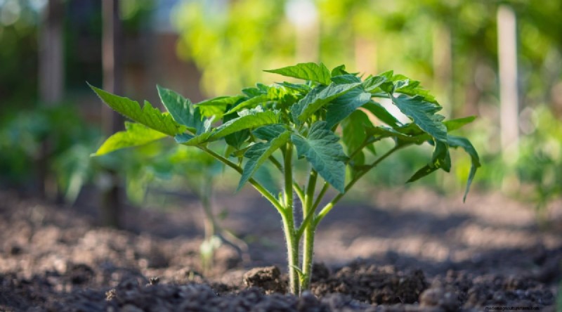 巨大なビーフステーキトマトを育てる:植え付け、手入れ、収穫のヒント 