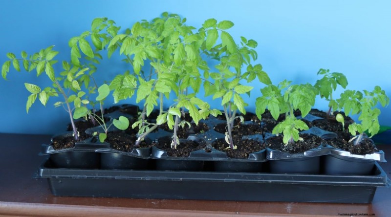 巨大なビーフステーキトマトを育てる:植え付け、手入れ、収穫のヒント 