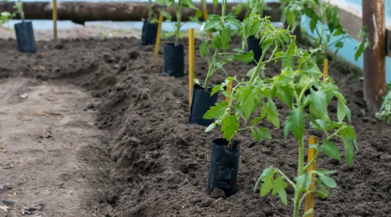 巨大なビーフステーキトマトを育てる:植え付け、手入れ、収穫のヒント 
