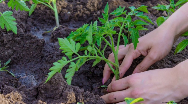 巨大なビーフステーキトマトを育てる:植え付け、手入れ、収穫のヒント 