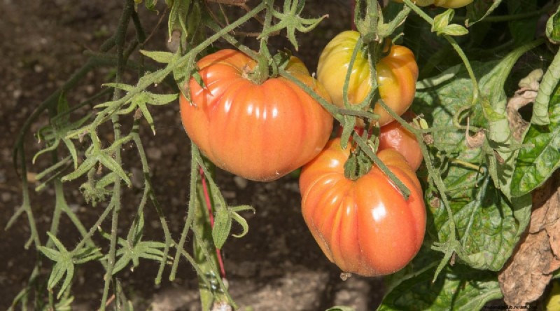 巨大なビーフステーキトマトを育てる:植え付け、手入れ、収穫のヒント 