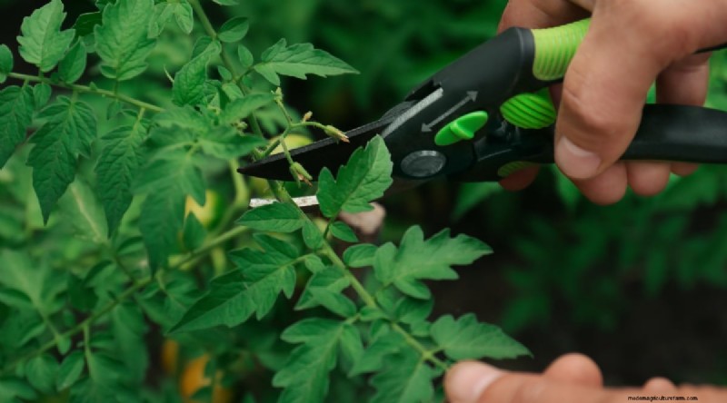巨大なビーフステーキトマトを育てる:植え付け、手入れ、収穫のヒント 