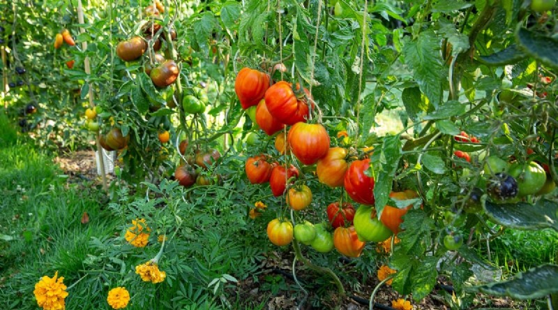 巨大なビーフステーキトマトを育てる:植え付け、手入れ、収穫のヒント 