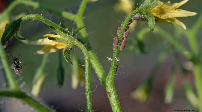 巨大なビーフステーキトマトを育てる:植え付け、手入れ、収穫のヒント 
