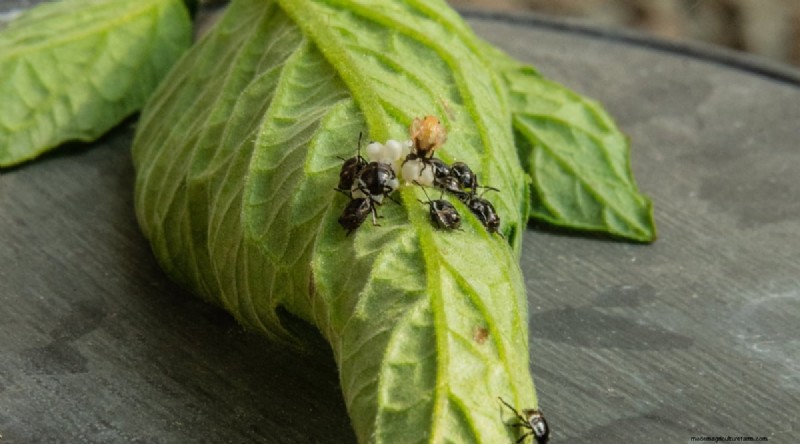 巨大なビーフステーキトマトを育てる:植え付け、手入れ、収穫のヒント 