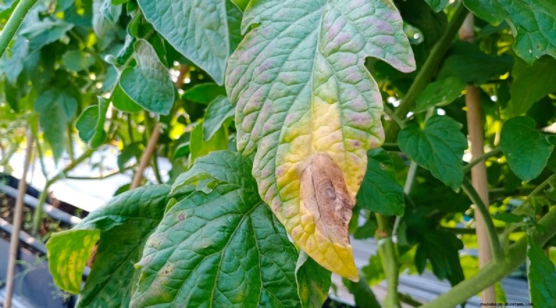巨大なビーフステーキトマトを育てる:植え付け、手入れ、収穫のヒント 