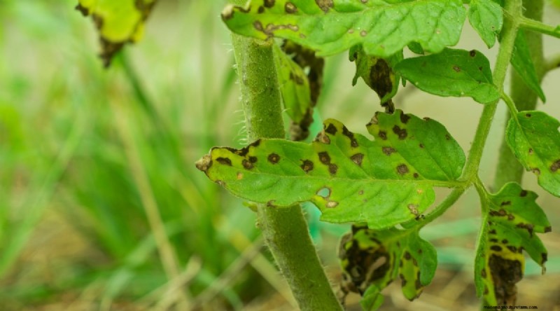 巨大なビーフステーキトマトを育てる:植え付け、手入れ、収穫のヒント 