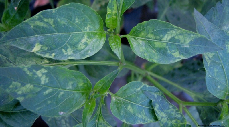 巨大なビーフステーキトマトを育てる:植え付け、手入れ、収穫のヒント 