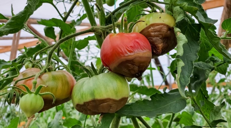巨大なビーフステーキトマトを育てる:植え付け、手入れ、収穫のヒント 