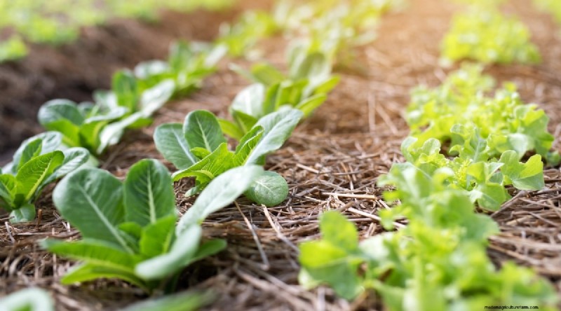 8月の植え付け:豊かな秋の収穫をもたらす実証済みの21の作物 