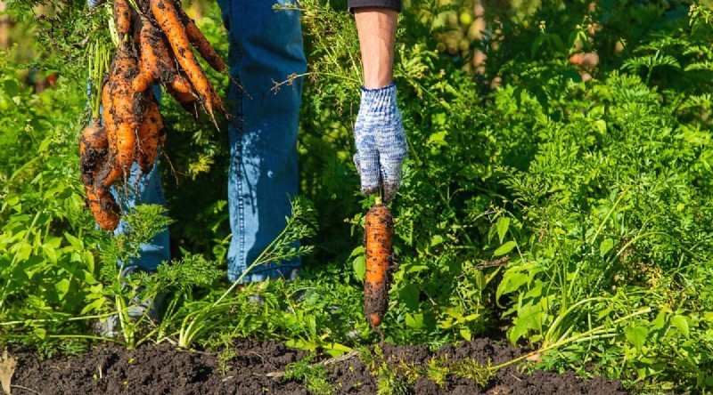 8月の植え付け:豊かな秋の収穫をもたらす実証済みの21の作物 