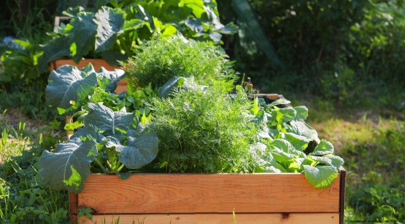 8月の植え付け:豊かな秋の収穫をもたらす実証済みの21の作物 