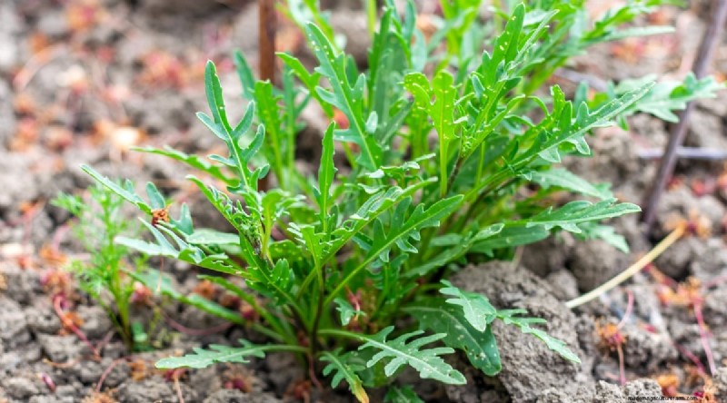 8月の植え付け:豊かな秋の収穫をもたらす実証済みの21の作物 