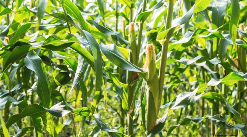 8月の植え付け:豊かな秋の収穫をもたらす実証済みの21の作物 